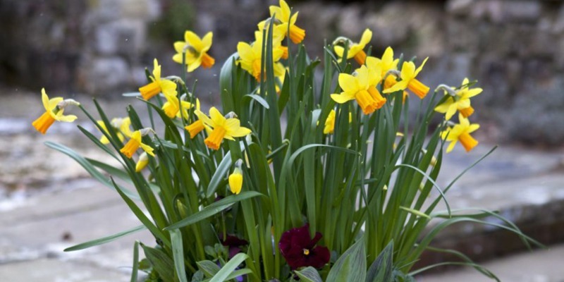 daffodils 2