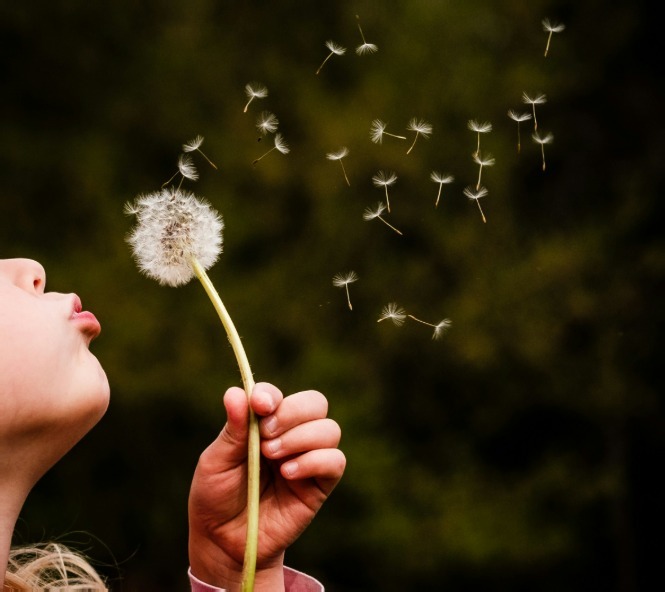 dandelion
